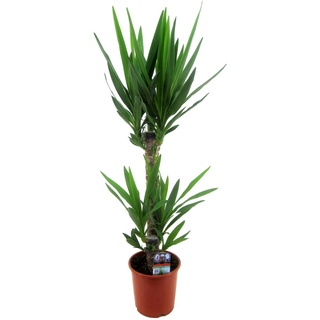 Plant in a Box Yucca Palme - Elephantipes Höhe 70-80cm