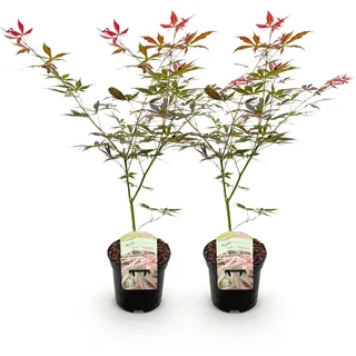 Japanischer Ahorn Sumi-nagashi Rot Ø19cm ca. 70cm 1