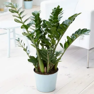 Zamioculca Zamiifolia Zimmerpflanze - Dekorativer Hausbaum 1 x 13cm Topfpflanze