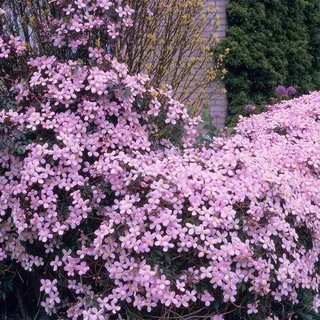 Bloomique - Clematis Montana Rubens - Waldrebe - Hellrosa - Kletterpflanzen - Gartenpflanzen - Winterhart - Höhe 50-70 cm - Topf 15 cm