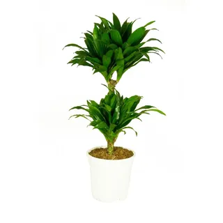 Dracaena deremensis Compacta, im 17cm Topf, Drachenbaum, Höhe ca. 60cm