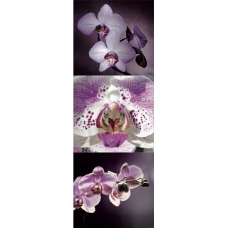 Plage Deko Wandaufkleber-Orchidee, Vinyl, Colorful, 68 x 0.1 x 24 cm