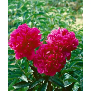 Pflanzen für Dich Staude Paeonia lact. Kansas, 1 St., Edel-Pfingstrose, Pfingstrose rot