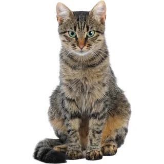 GRAZDesign Wandtattoo Katze Kinderzimmer, Wandsticker Wandaufkleber Wohnzimmer selbstklebend 3d / 93x57cm