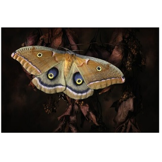 Papermoon Premium collection Fototapete Schmetterling  (B x H: 400 x 260 cm, Vlies)