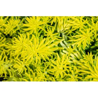 Pflanzen Für Dich Sedum reflexum Angelina Fetthenne Gelbgrün Ca. 9x9 cm Topf
