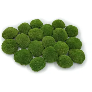 Kugelmoos, Ballenmoos Moos konserviert in 3 versch. Farben, echtes haltbares Naturprodukt zum Moosbild basteln, deckt 30x30cm Fläche - 0,10m2 (Hellgrün)
