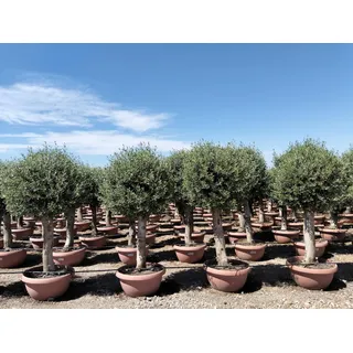 sunny-tree Olea Europea Winterharter Olivenbaum in Kugelform 200 cm im decotopf 45 Jahre alt