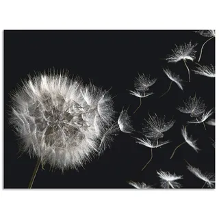 ARTland Wanddeko Wandbild Alu Verbundplatte für Innen & Outdoor Bild Blumenbilder Pusteblume Blumen Pflanzen Schwarz Weiß U1UG