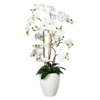 Creativ-green Kunstblume Orchidee, Phalaenopsis, weiß, in Keramik-Vase, Höhe 110 cm