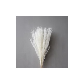 Trockenblumen  Feather Pampas white