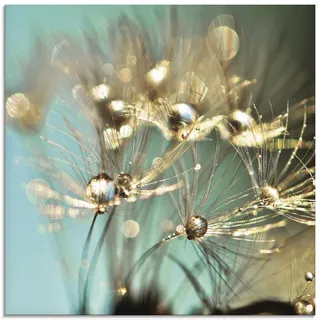 ARTland Wanddeko Glasbilder Wandbild Glas Bild einteilig 50 x 50 cm Quadratisch Innere Ruhe Wellness Natur Pflanzen Blumen Pusteblume Regen Tau Tropfen Gold Sonnenaufgang S9LP
