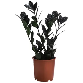 Dehner Zimmerpflanze Glücksfeder Raven, Zamioculcas zamiifolia, dunkelgrün-schwarze Triebe grün