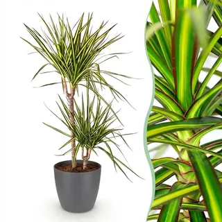 Green boutiQ - Zimmerpflanzen - Dracaena Sunray - Drachenbaum - Wenig Pflege - Grün - Gelb - 1 Pflanze - mit Potter Grau - Topf 21cm - Höhe 90-100cm