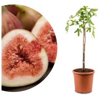 Meine Orangerie - Winterharter Feigenbaum - Echte Feige - Ficus Carica - Bornholmfeige - winterharte Feige in Gärtnerqualität - Fig tree - Feigenbaum selbstbefruchtend