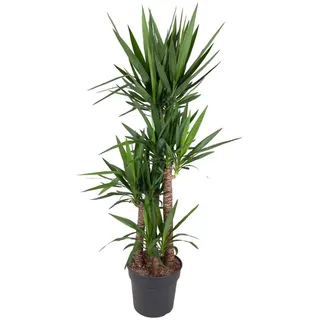 Florora Zimmerpflanze Yucca Elephantipes - Yucca-Palme - 180 cm – Topf ab Ø35 cm