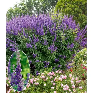 BALDUR Garten Zierstrauch Mönchspfeffer 'Queen Bee®', 2 St., Sommerflieder,winterhart, lange Blütezeit, pflegeleicht blau