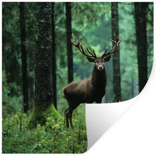 MuchoWow Wandsticker Hirsche - Wald - Bäume - Tiere - Natur (1 St), Wandaufkleber, Selbstklebend, Wohnzimmer, 120x120 cm bunt 120 cm x 120 cm x 0.1 cm