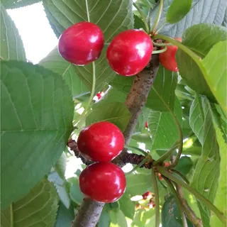 None Säulen-Süßkirsche Sylvia 120 - 140 cm Prunus avium