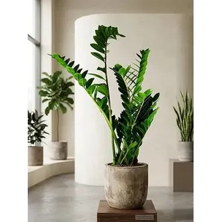 Zamioculcas Zamiifolia – Glücksfeder ca. 90cm, XXL Zimmerpflanze, pflegeleicht