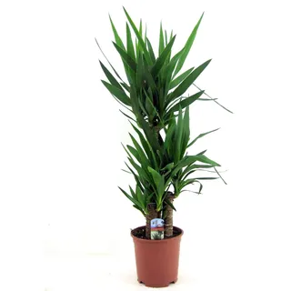 Yucca Elephantipes - Große Zimmerpflanze, 130-140 cm Hoch, Ideal für Innenräume, Pflegeleicht & Dekorativ