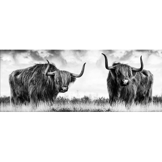 artissimo Glasbild Glasbild 80x30cm Bild schwarz-weiß Foto modern Hochlandrind Kuh, Tier-Fotografie: Kühe grau|schwarz