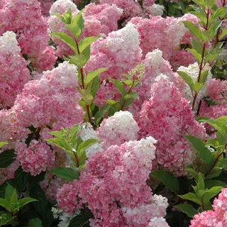 GARTEN SCHLÜTER® Rispenhortensie Vanilla Fraise cremeweiß-rosa- purpurrot | Hortensie winterhart & mehrjährig - Hydrangea paniculata - 1 Pflanze