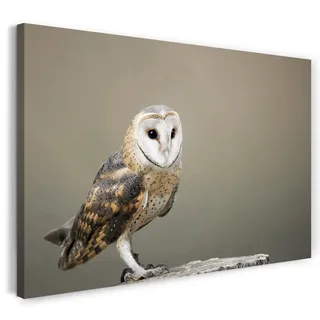 Printistico Leinwandbild (120x80cm) Eule in Natur, Vogel Federn Raubtier, kühle Farbe, Tier-Fotos, Natur-Fotografie, echter Holz-Keilrahmen inkl. Aufhänger, handgefertigt in Deutschland
