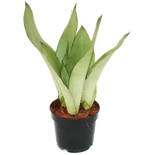 Sansevieria trifasciata "Moonshine" 12cm Topf Sukkulente