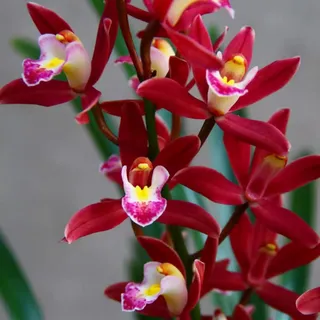 Cymbidium Rhizome, Kolibri Orchids, Winterharte Rhizome, Cymbidium Orchidee Rhizome, QualitätsRhizome, Hochwertige-3zwiebeln-F