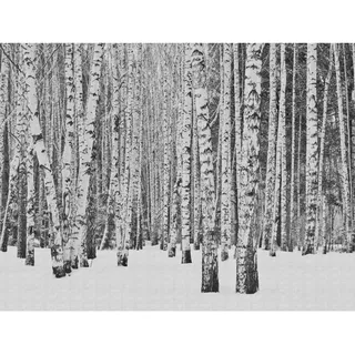 Bricoflor Birkenwald Vliestapete Schwarz Weiß Digitaldruck Tapete Mit Wald Motiv 3D Fototapete Für Schlafzimmer Und Flur