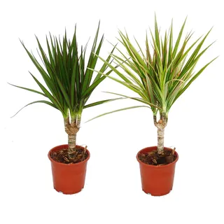 Exotenherz - Set aus 2 verschiedenen Drachenbäumen - Dracaena marginata + Dracaena marginata Bicolor