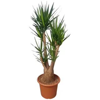 Florora Zimmerpflanze Yucca Elephantipes verzweigt - Yucca-Palme - 190 cm – Topf ab Ø30 cm