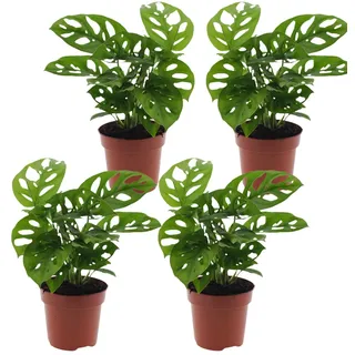Monstera adansonii | 4er-Set | Affenblatt | ca. 25-30 cm | ø 12-15 cm Topf | Pflegeleichte Zimmerpflanzen für Wohnung und Büro | Qualität vom Pflanzen Profi | Ideale Raumbegrünung