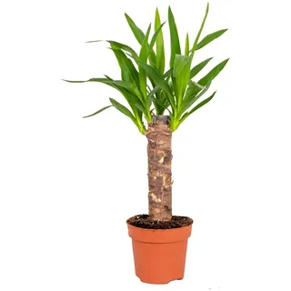 Bloomique - Yucca Elephantipes - Elefantenfuß-Yucca - Palmlilie - Zimmerpflanzen - Pflegeleicht - Luftreinigend - Höhe 30-40 cm - Topf 12 cm