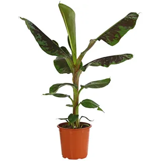 Dehner Banane Dwarf Cavendish, Grün, Dunkelrot