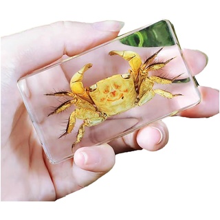 Briefbeschwerer aus Kunstharz, Motiv: Echte Meerestier-Krabbe, Taxidermie, Briefbeschwerer für den wissenschaftlichen Unterricht (E)