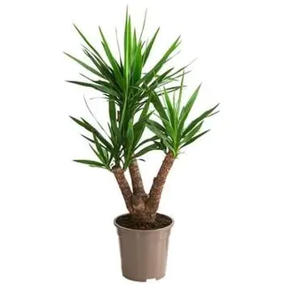 Yucca-Palme - Yucca elephantipes, verzweigt, Grün
