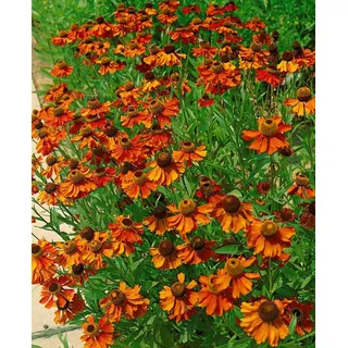 PlantaPro Helenium x cult. 'Kanaria' 11x11 cm Topf – Winterhart, Mehrjährig, Pflegeleicht – Sonnenbraut – Staude für Beet & Rabatte