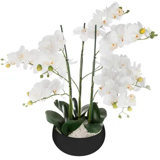 Orchid Topf Keramik schwarz H65