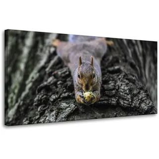 Leinwanddruck Tiere Eichhörnchen Baum 80x40