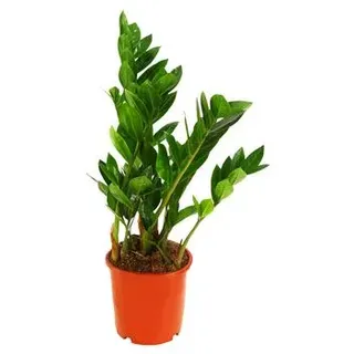 Glücksfeder - Zamioculcas zamiifolia, Grün