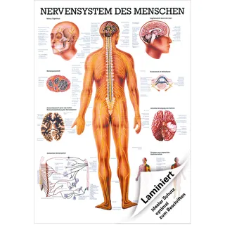 Das Nervensystem Lehrtafel Anatomie 100x70 cm medizinische Lehrmittel, Laminiert