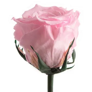 ROSEMARIE SCHULZ Heidelberg Infinity Rose Rosa einzeln mit Stiel - echte Rose konserviert 45-50cm lang haltbar 3 Jahre als Liebesgeschenke für Frauen zum Valentinstag - haltbare rosa Rosen beste Freundin Geschenke (Rosa)