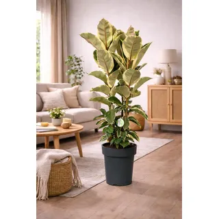 Ficus Elastica Tineke - Weißbunter Gummibaum, 3 Pflanzen im Topf, ca. 130 cm, Pflegeleichte Zimmerpflanze, Luftreinigend & Dekorativ