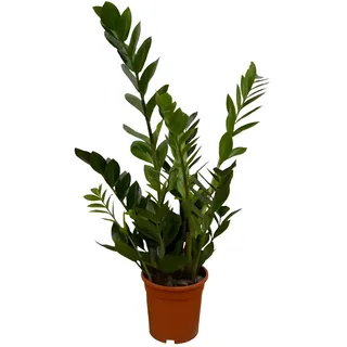 Glücksfeder | Zamioculcas zamiifolia | ca. 40-50 cm | ø 12-15 cm Topf | Pflegeleichte Zimmerpflanzen für Wohnung und Büro | Qualität vom Pflanzen Profi | Ideale Raumbegrünung