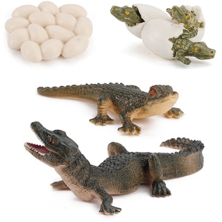 JAWSEU Lebenszyklus Modelle Krokodil, Tier Wachstumszyklus Mini Krokodil Figur Simulation Tierfiguren Spielzeug Frühes Pädagogisches Lernspielzeug für Kinder Klassenzimmer