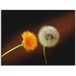Wandbild ARTLAND "Pusteblume" Bilder Gr. B/H: 120 cm x 90 cm, Leinwandbild Blumen, 1 St., braun Kunstdrucke als Leinwandbild, Wandaufkleber oder Poster in versch. Größen