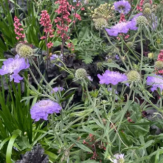 Scabiosa columbaria 'Butterfly Blue'/ Tauben-Skabiose 'Butterfly Blue'