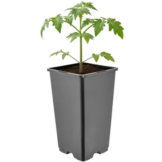 Blumentopf eckig  aktuelle Angebote